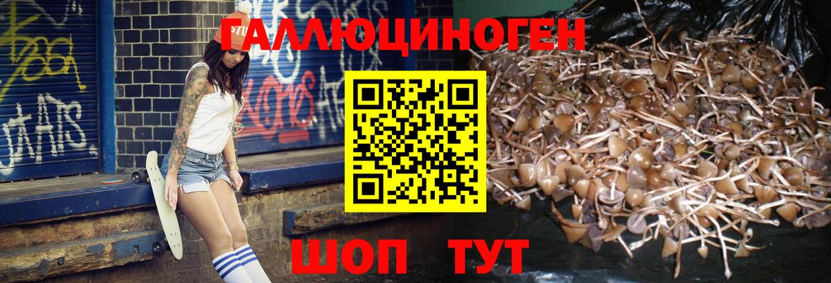 купить  цена  Галлюциногенные грибы Magic Shrooms  Псилоцибиновые грибы GOLDEN TEACHER  Вход с VPN  Саратов 